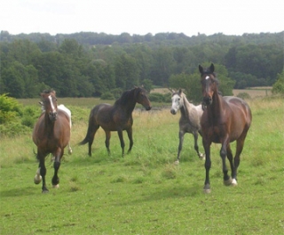  caballos en el pre 